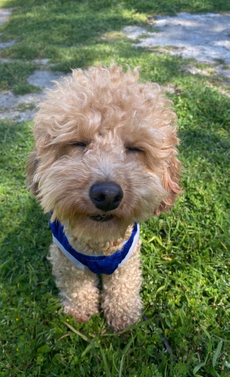 Sapanca'da köpek gezdirme